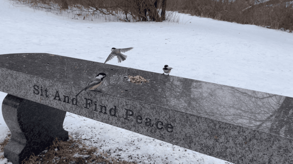 Sit and find peace bench at mendon ponds park, ny