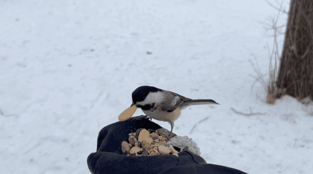 Black-capped chickadee collecting a peanut from Francesca Gonzalez hand.