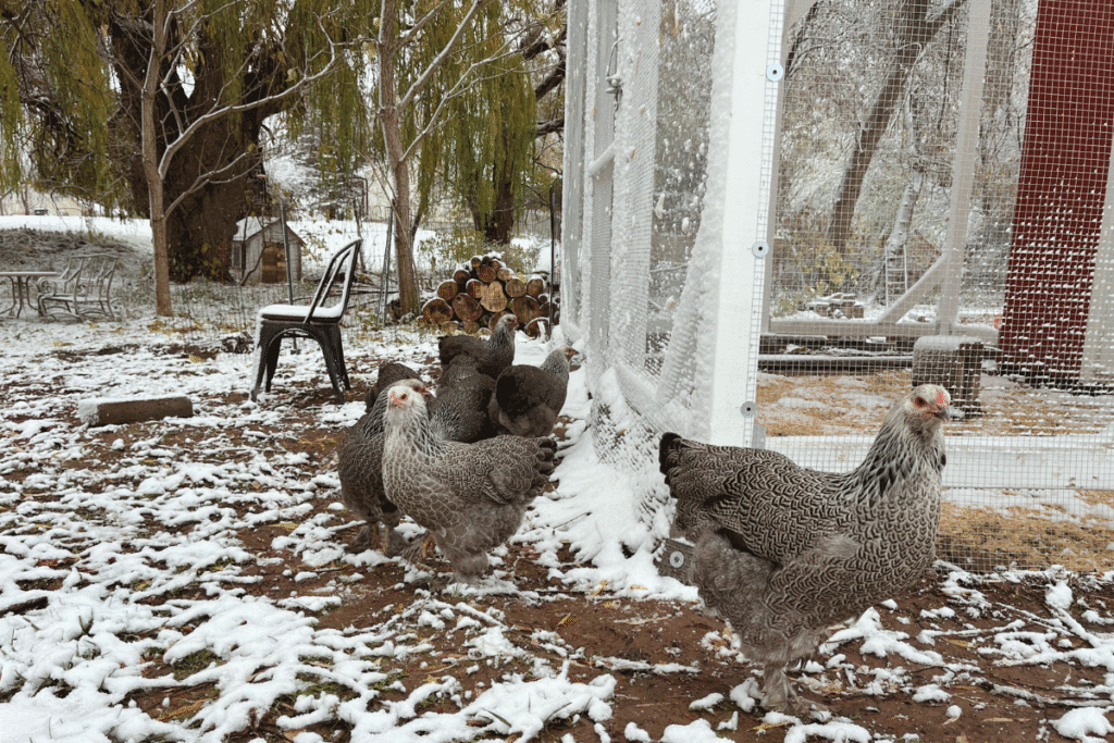 dark brahma chickens - never have to avoid avoiding