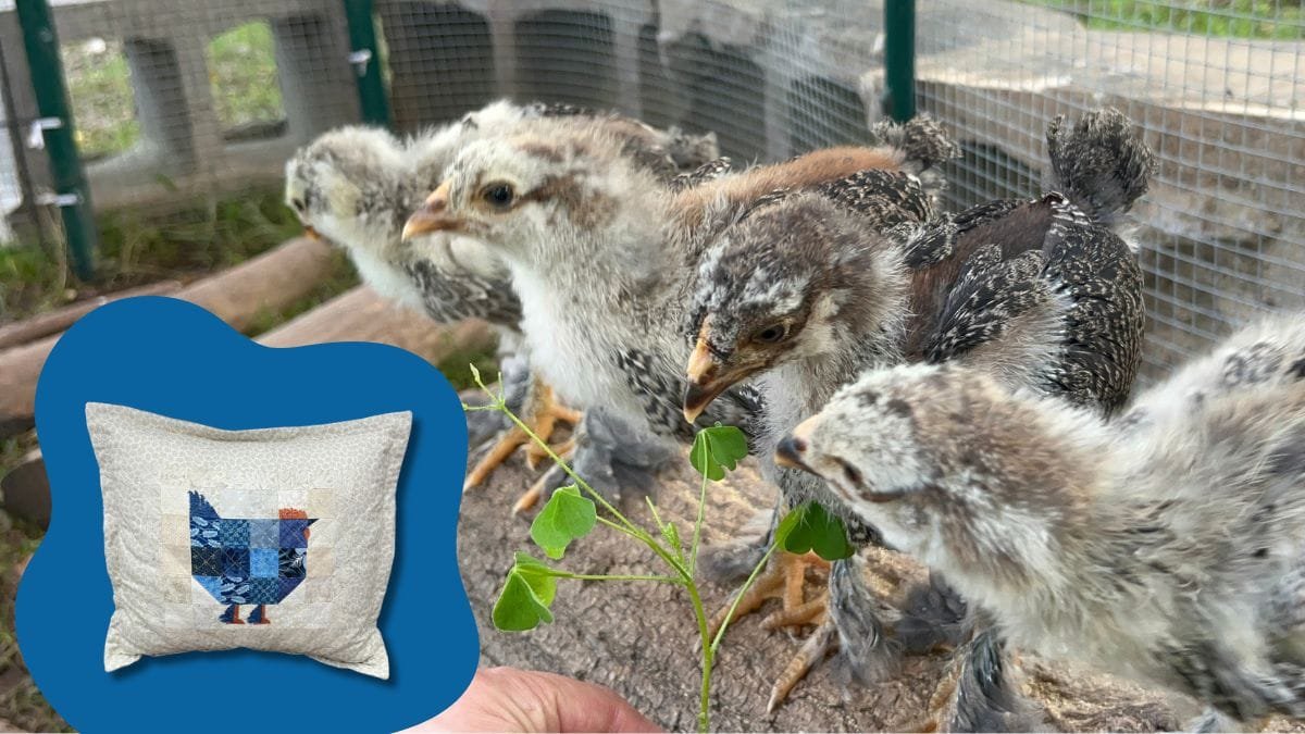 The Dark Brahma Chickens Behind My New Quilt Block